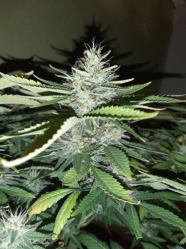 Growreport Bild 3