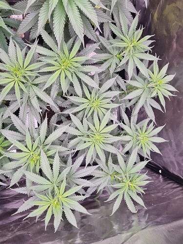 Growreport Bild 39