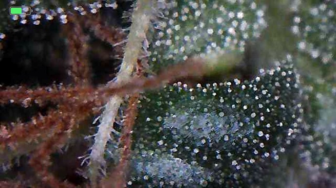 Growreport Bild 3