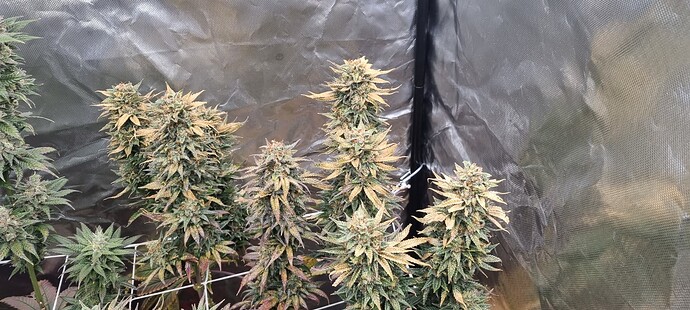 Growreport Bild 28