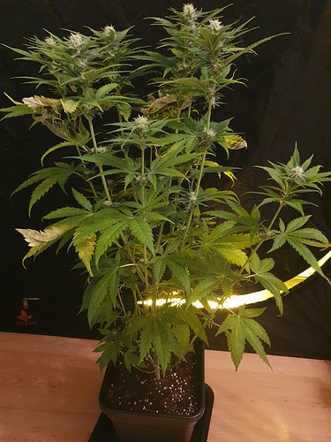 Growreport Bild 4