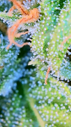Growreport Bild 13