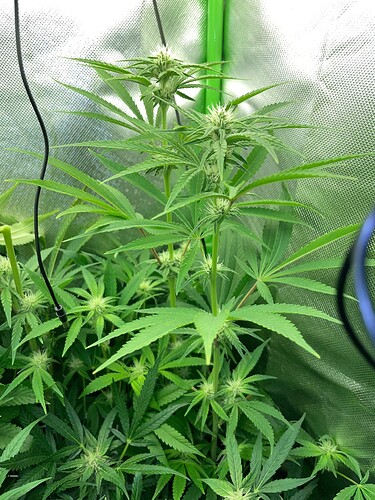 Growreport Bild 4