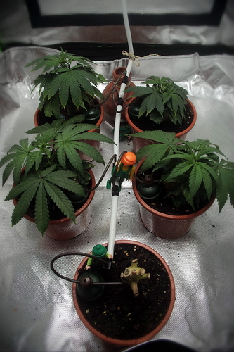 Growreport Bild 11