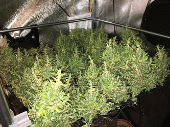 Growreport Bild 5