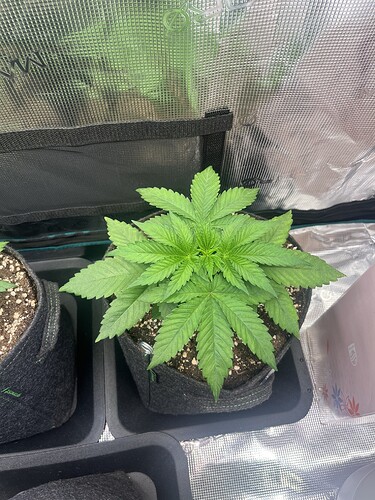 Growreport Bild 3