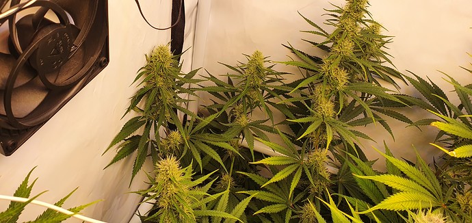 Growreport Bild 7