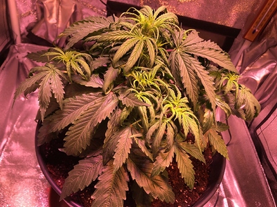 Growreport Bild 5