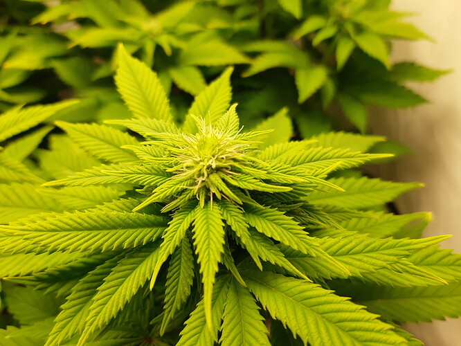 Growreport Bild 9