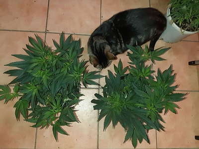 Growreport Bild 13
