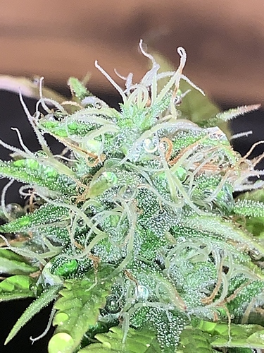 Growreport Bild 1