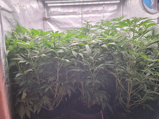 Growreport Bild 36