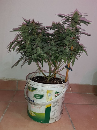 Growreport Bild 4
