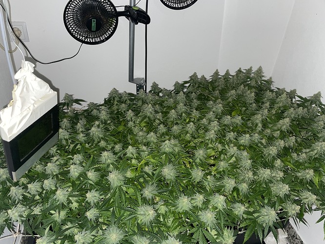 Growreport Bild 9