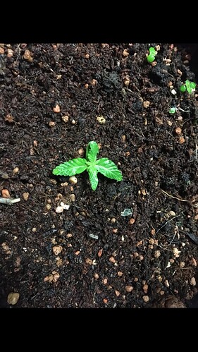 Growreport Bild 6