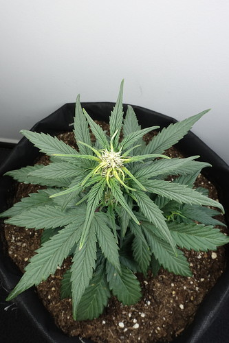 Growreport Bild 17