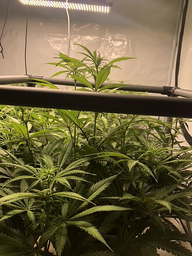 Growreport Bild 1