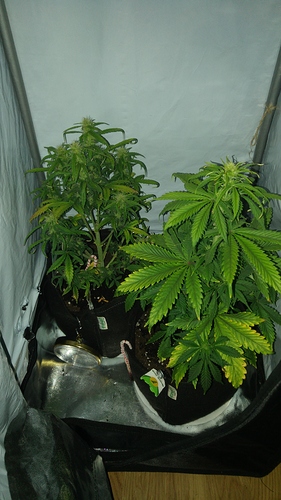 Growreport Bild 4