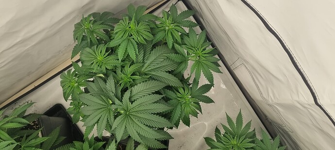Growreport Bild 1