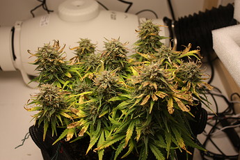 Growreport Bild 1