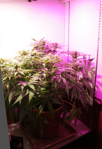 Growreport Bild 4