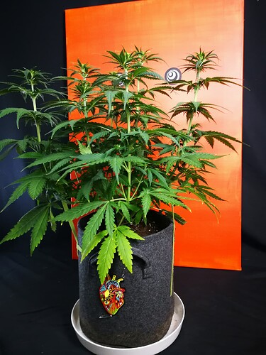 Growreport Bild 11