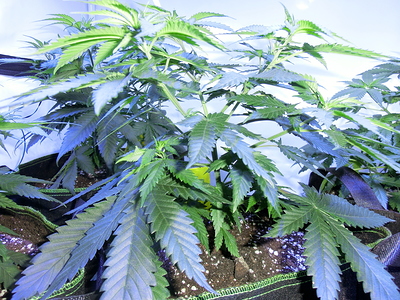 Eine junge Cannabispflanze im Wuchsstadium mit ausgeprägter Blattmasse und Seitentrieben, die in einem Stofftopf in Erde wächst.