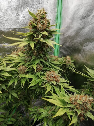 Growreport Bild 2