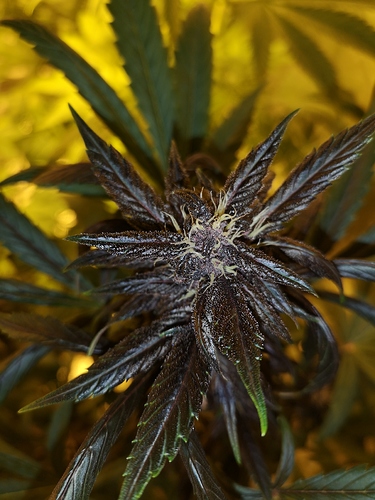 Growreport Bild 3