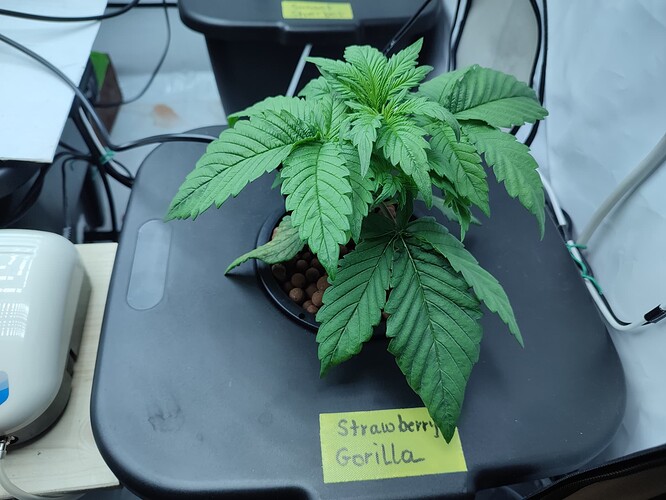 Growreport Bild 54