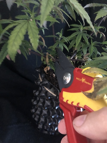 Growreport Bild 7