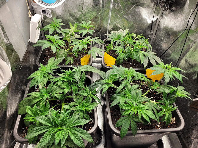 Growreport Bild 6
