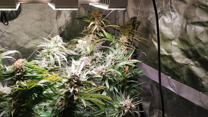 Growreport Bild 6