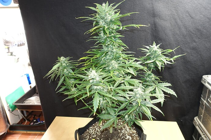 Growreport Bild 8