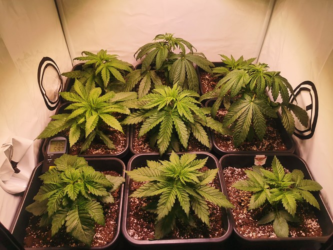 Growreport Bild 1