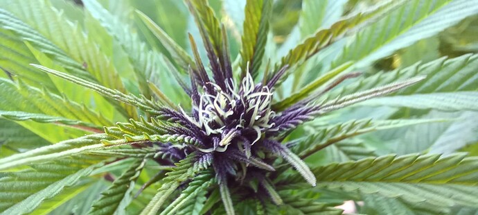 Growreport Bild 13