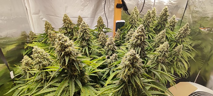 Growreport Bild 1