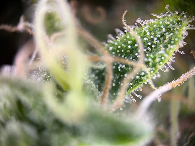 Growreport Bild 53