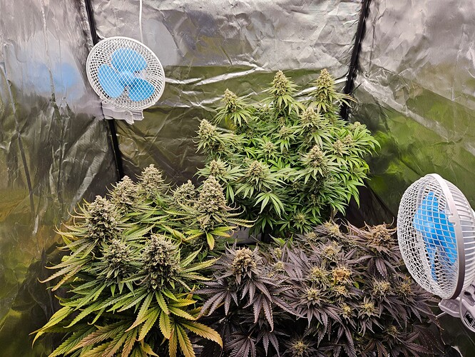 Growreport Bild 7