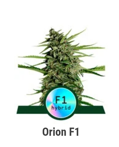 Screenshot_2023-10-31-16-03-28-804-edit_com.android.chrome