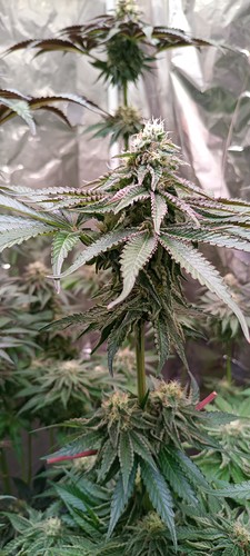 Growreport Bild 6
