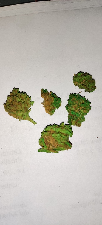 Gestrecktes Gras? - Konsum - Forum | Cannabisanbauen.net