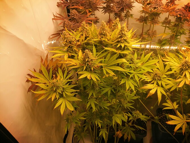 Growreport Bild 6