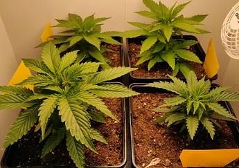 Growreport Bild 8