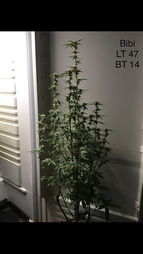 Growreport Bild 6