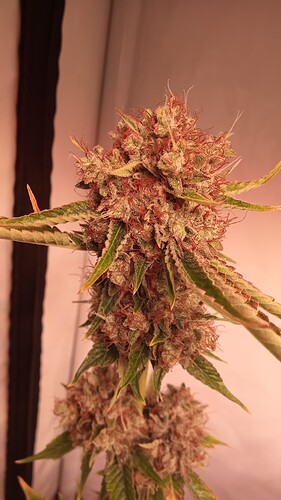 Growreport Bild 24