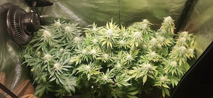Growreport Bild 37