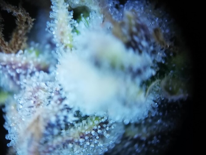 GG#1_240119-8