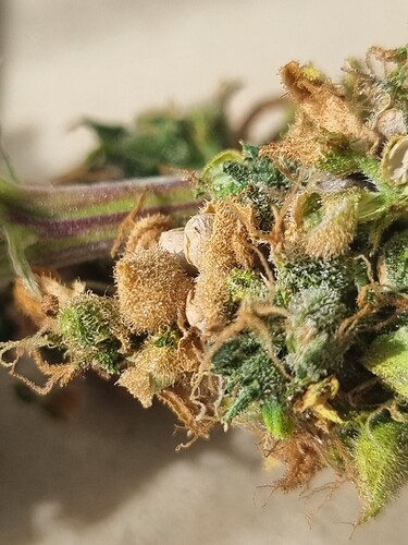 Growreport Bild 3