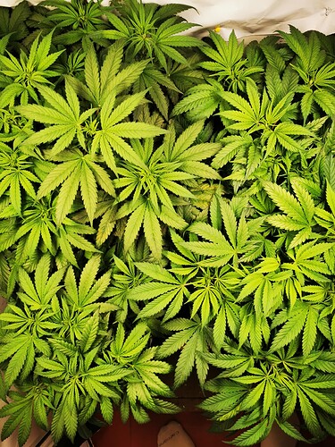 Growreport Bild 4